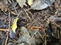 Macrocystidia reducta