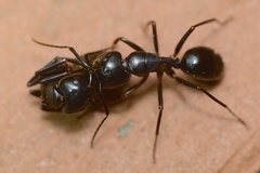 Camponotus laevigatus
