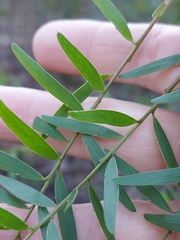 Acacia prominens