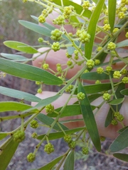 Acacia prominens