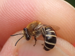 Colletes succinctus