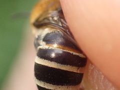 Colletes succinctus