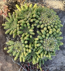 Euphorbia flanaganii
