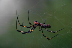 Trichonephila clavata