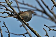 Prunella modularis occidentalis