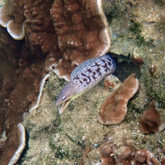 Gymnothorax nubilus