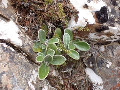 Brachyglottis bidwillii bidwillii