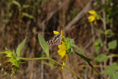 Vanessa virginiensis