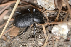 Eleodes parvicollis