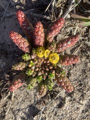 Euphorbia flanaganii