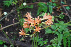 Lycoris sanguinea