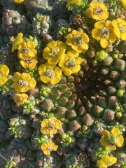 Euphorbia flanaganii
