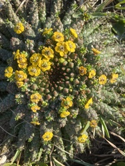 Euphorbia flanaganii