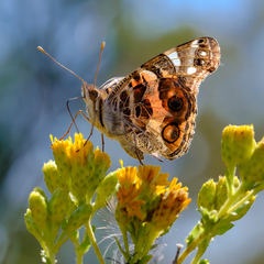 Vanessa virginiensis