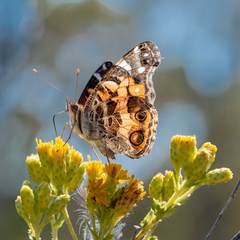 Vanessa virginiensis