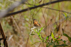 Vanessa virginiensis