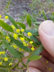 Acacia prominens