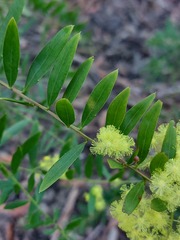 Acacia prominens