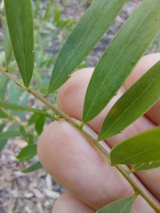 Acacia prominens