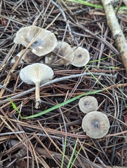 Rhizocybe
