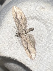 Eupithecia phoeniceata