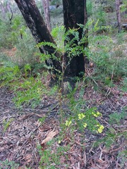Acacia prominens