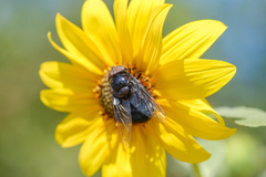 Copestylum violaceum