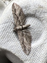Eupithecia phoeniceata