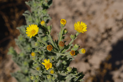 Heterotheca grandiflora
