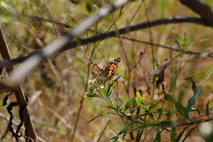 Vanessa virginiensis