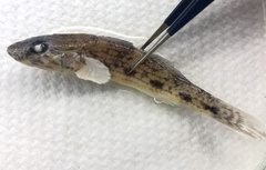 Glossogobius celebius