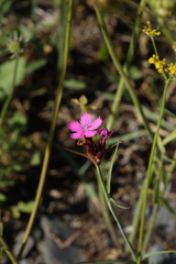 Dianthus capitatus