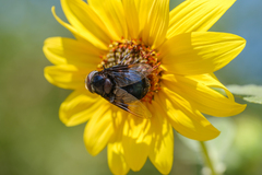 Copestylum violaceum