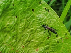Stenichneumon culpator