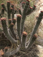 Euphorbia heptagona