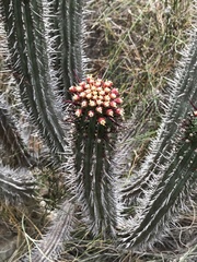Euphorbia heptagona