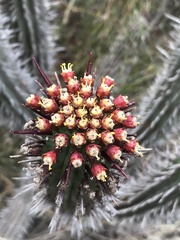 Euphorbia heptagona