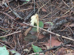 Monotropa hypopitys