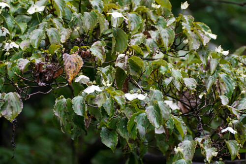 Cornus kousa