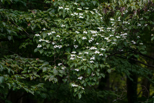 Cornus kousa