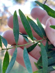 Acacia prominens