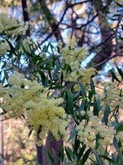 Acacia prominens