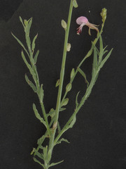 Oenothera podocarpa