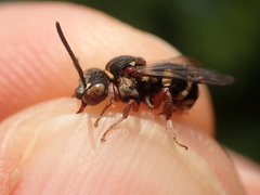 Epeolus cruciger