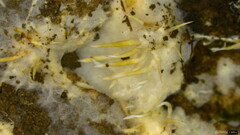 Hydnocristella himantia