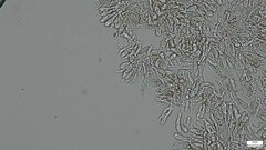 Hydnocristella himantia