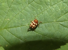 Cryptocephalus guttulatus