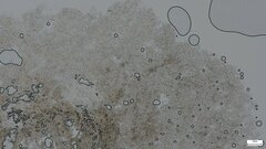 Hydnocristella himantia