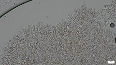 Hydnocristella himantia