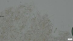 Hydnocristella himantia